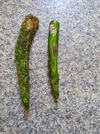 정재욱님의 고추 · 병해충상담 작성글 사진