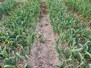 kis님의 O학년 △반 이세요? · 참여글 작성글 사진