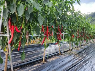 kis님의 O학년 △반 이세요? · 참여글 작성글 사진