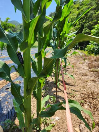 kis님의 O학년 △반 이세요? · 참여글 작성글 사진