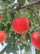 팜모닝 O학년 △반 이세요?·참여글 게시글 이미지