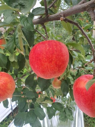 또바기사과(이훈희)님의 O학년 △반 이세요? · 참여글 작성글 사진