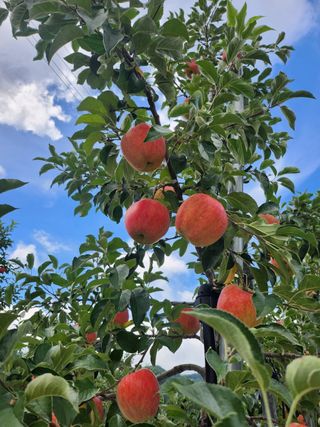 또바기사과(이훈희)님의 O학년 △반 이세요? · 참여글 작성글 사진