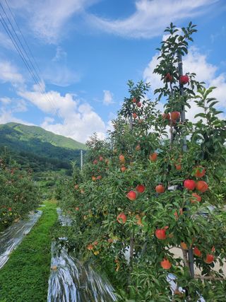 또바기사과(이훈희)님의 O학년 △반 이세요? · 참여글 작성글 사진