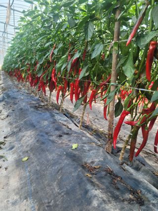 전남 장흥 장주하님의 O학년 △반 이세요? · 참여글 작성글 사진