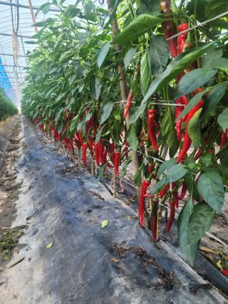 전남 장흥 장주하님의 O학년 △반 이세요? · 참여글 작성글 사진