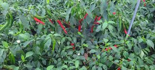 이균영님의 고추 · 수확 작성글 사진