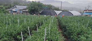 이균영님의 고추 · 수확 작성글 사진