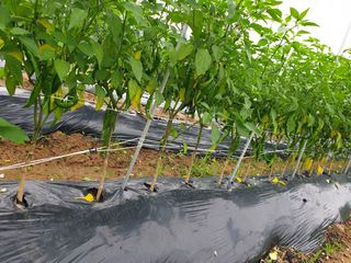 코히스키님의 고추 · 병해충상담 작성글 사진