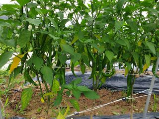 코히스키님의 고추 · 병해충상담 작성글 사진