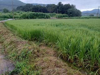 한재승님의 벼 · 영농일지 작성글 사진