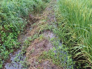 한재승님의 벼 · 영농일지 작성글 사진