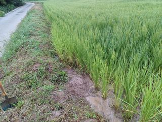 한재승님의 벼 · 영농일지 작성글 사진