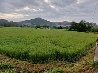 한재승님의 벼 · 영농일지 작성글 사진