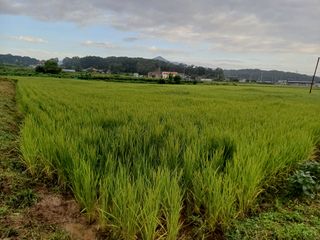 한재승님의 벼 · 영농일지 작성글 사진