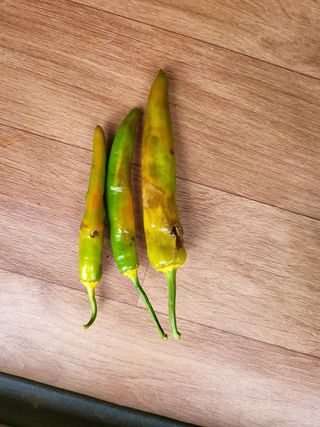 박상근님의 고추 · 병해충상담 작성글 사진