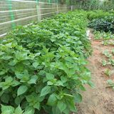 팜모닝 O학년 △반 이세요?·참여글 게시글 이미지