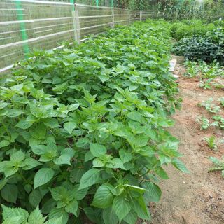 자두21501님의 O학년 △반 이세요? · 참여글 작성글 사진