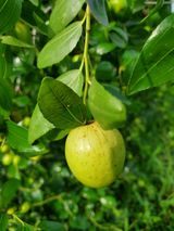 팜모닝 O학년 △반 이세요?·참여글 게시글 이미지