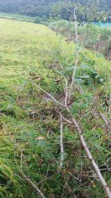 팜모닝 벼·영농일지 게시글 이미지