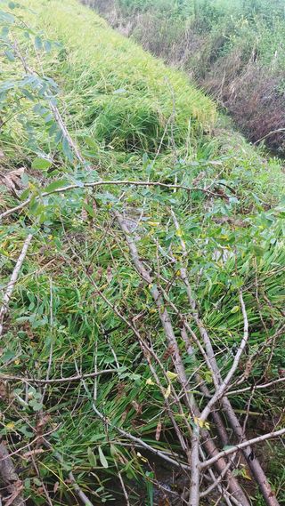 이복길님의 벼 · 영농일지 작성글 사진