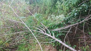 이복길님의 벼 · 영농일지 작성글 사진