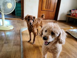 초코코코맘(이준겸)님의 고구마 · 자유게시판 작성글 사진