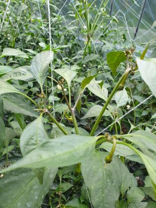 땡야스님의 고추 · 병해충상담 작성글 사진