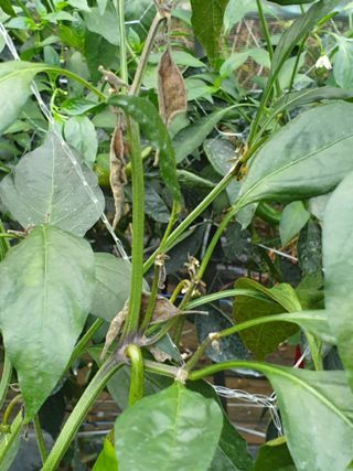 땡야스님의 고추 · 병해충상담 작성글 사진