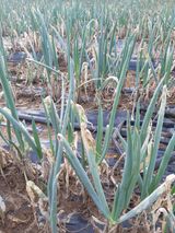 팜모닝 파·병해충상담 게시글 이미지