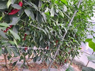 이인성님의 고추 · 병해충상담 작성글 사진