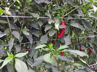 이인성님의 고추 · 병해충상담 작성글 사진