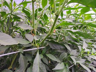 이인성님의 고추 · 병해충상담 작성글 사진