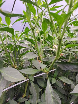 이인성님의 고추 · 병해충상담 작성글 사진