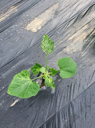 대구 애호박님의 호박 · 병해충상담 작성글 사진