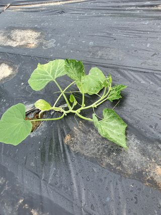 대구 애호박님의 호박 · 병해충상담 작성글 사진