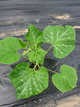 대구 애호박님의 호박 · 병해충상담 작성글 사진