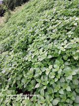 팜모닝 들깨·자유게시판 게시글 이미지