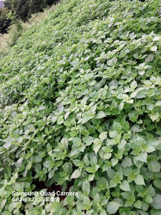 산골마님님의 들깨 · 자유게시판 작성글 사진