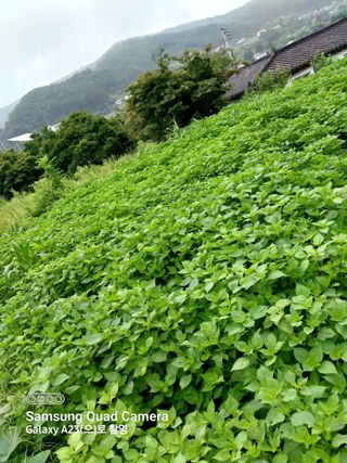 산골마님님의 들깨 · 자유게시판 작성글 사진