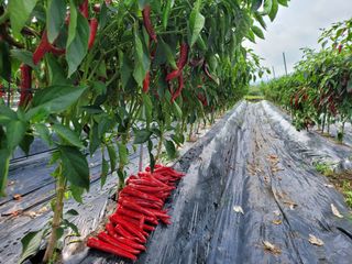 윤채열님의 O학년 △반 이세요? · 참여글 작성글 사진