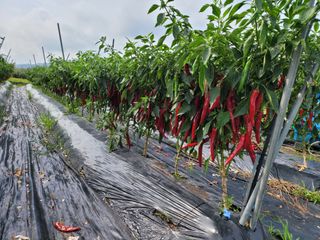 윤채열님의 O학년 △반 이세요? · 참여글 작성글 사진