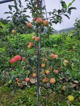 팜모닝 O학년 △반 이세요?·참여글 게시글 이미지