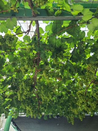 김효중 님의 포도 · 자유게시판 작성글 사진