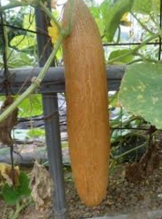 정상훈님의 오이 · 자유게시판 작성글 사진