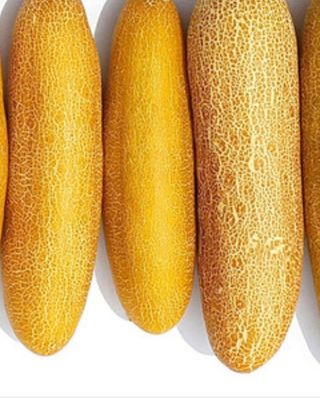 정상훈님의 오이 · 자유게시판 작성글 사진