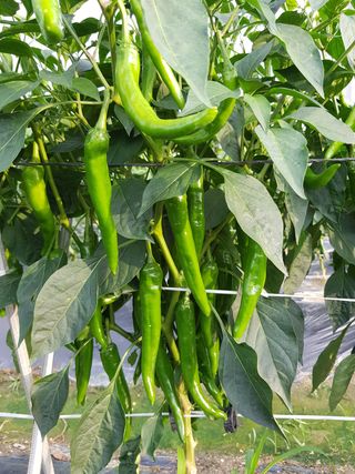 암초님의 매실 · 자유게시판 작성글 사진