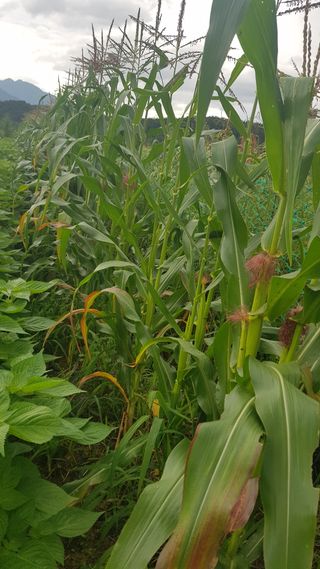 최춘득 청대산 님의 옥수수 · 자유게시판 작성글 사진