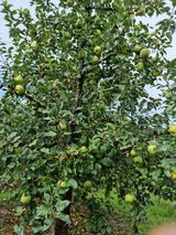 팜모닝 O학년 △반 이세요?·참여글 게시글 이미지