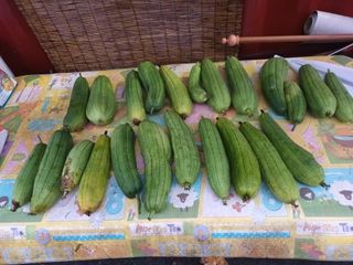 유외선님의 들깨 · 자유게시판 작성글 사진